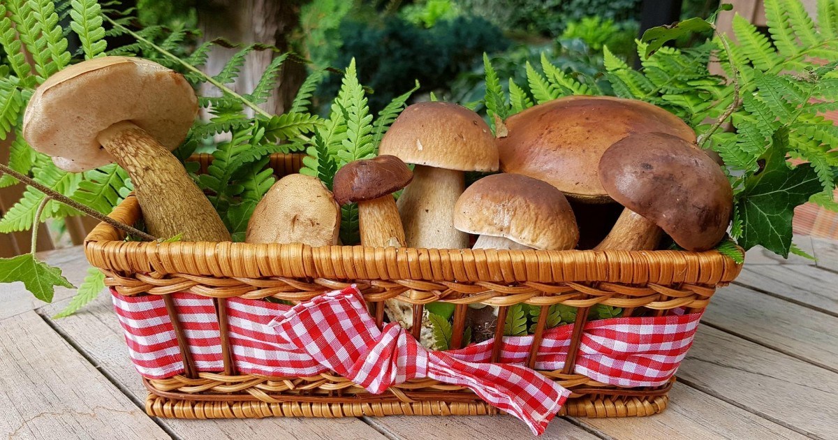 Les précautions à prendre pour une cueillette de champignons sans risque