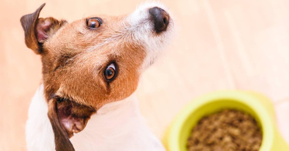 Croquettes sans céréales, alimentation issue de la grande distribution : que choisir pour son chien ?