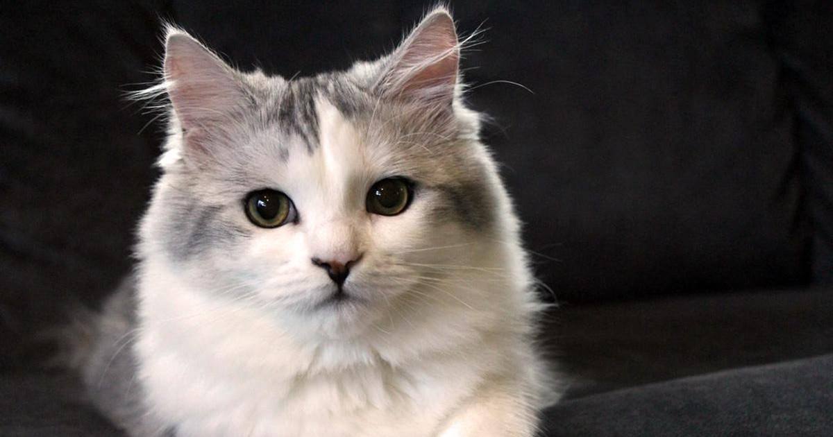 Un chat de la race Ragamuffin est le compagnon de vie parfait