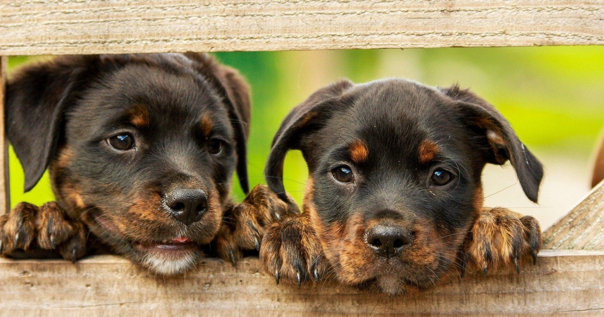 5 races de chiens qui sont parfaites pour vivre en appartement