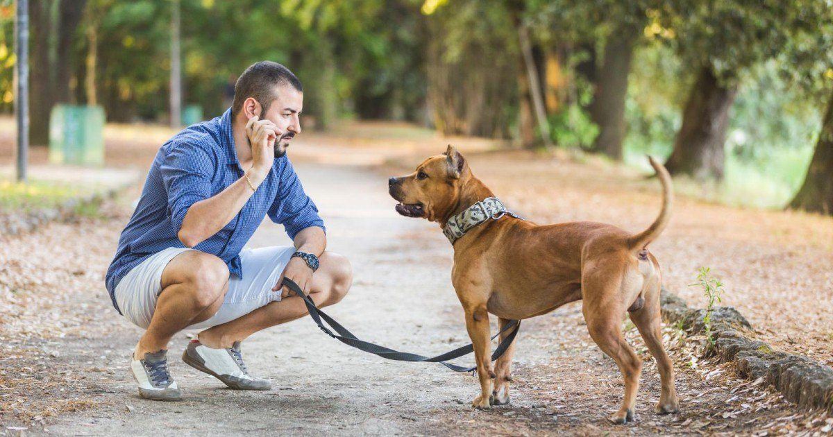 La vraie raison pour laquelle vous aimez bien aller promener votre chien