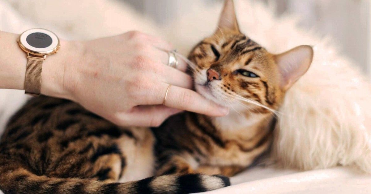 9 raisons qui prouvent que les chats sont extrêmement bénéfiques pour l'homme