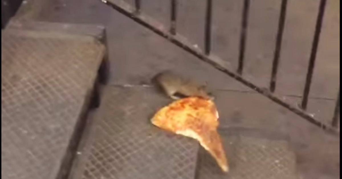 Un rat transportant une part de pizza fait le buzz sur la toile