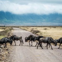 Safari en Tanzanie