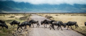 Safari en Tanzanie : Une Expérience Inoubliable au Cœur...