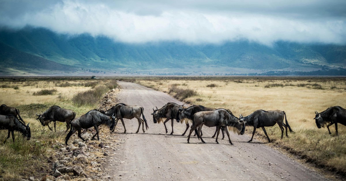 Safari en Tanzanie : Une Expérience Inoubliable au Cœur de la Nature Sauvage