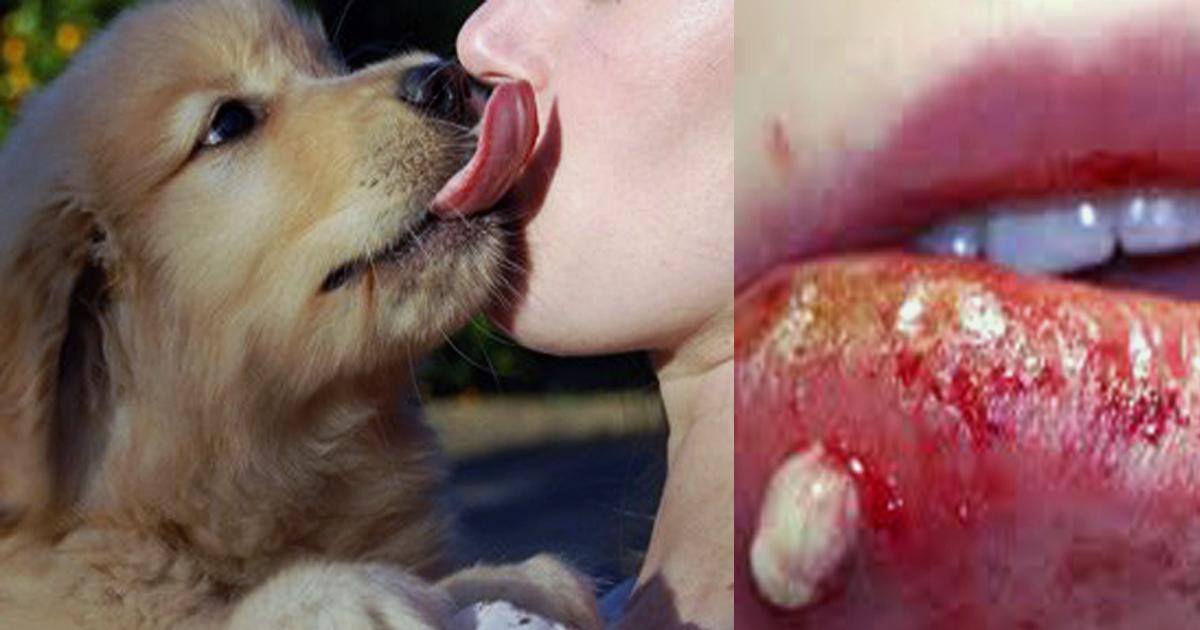 Ne laissez plus votre chien vous lécher, si vous voulez pas être malade