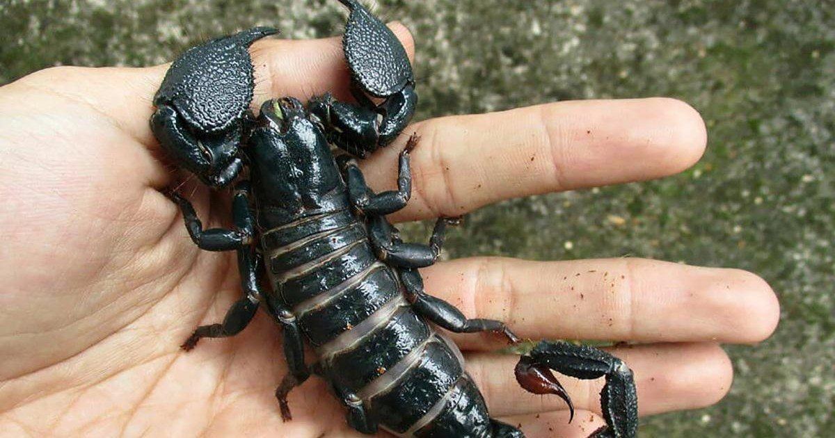 Des scorpions venimeux saisis par les douanes de Roissy