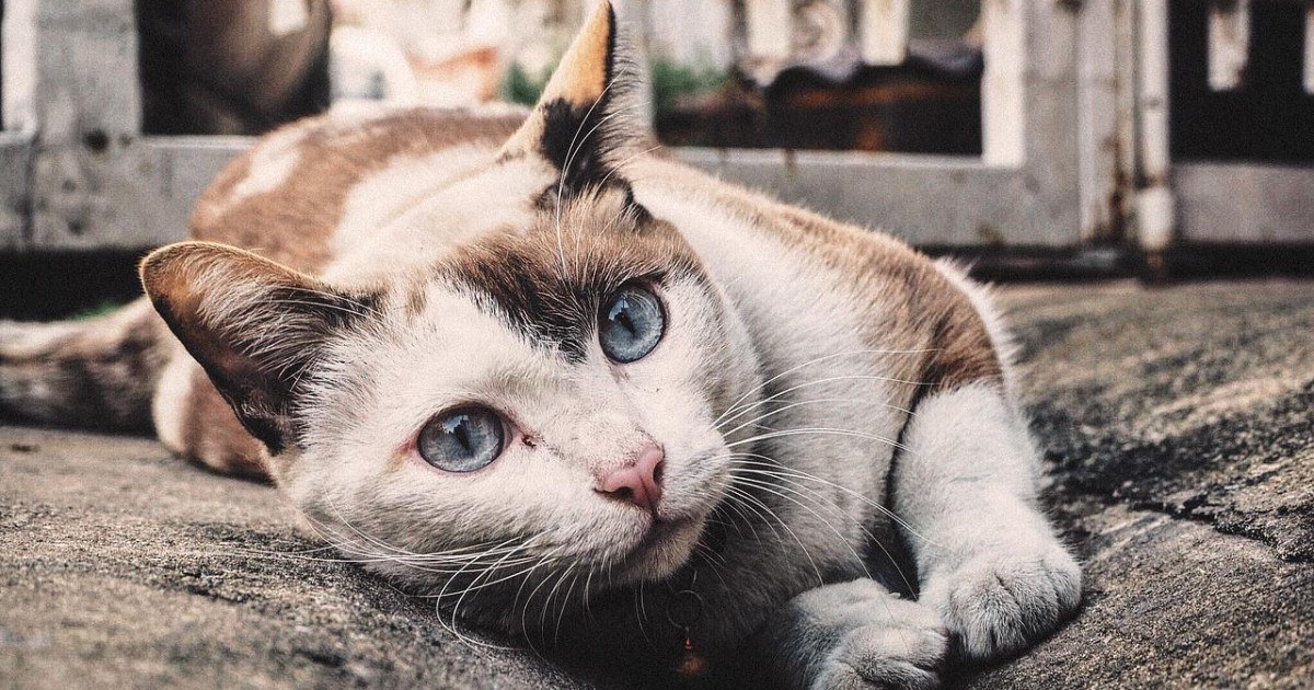 Decouvrez Ce Que Signifie Vraiment Le Ronronnement Du Chat