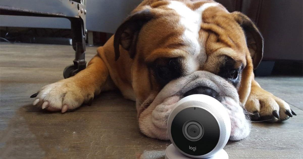 SmartCam, la caméra pour garder contact avec son animal !