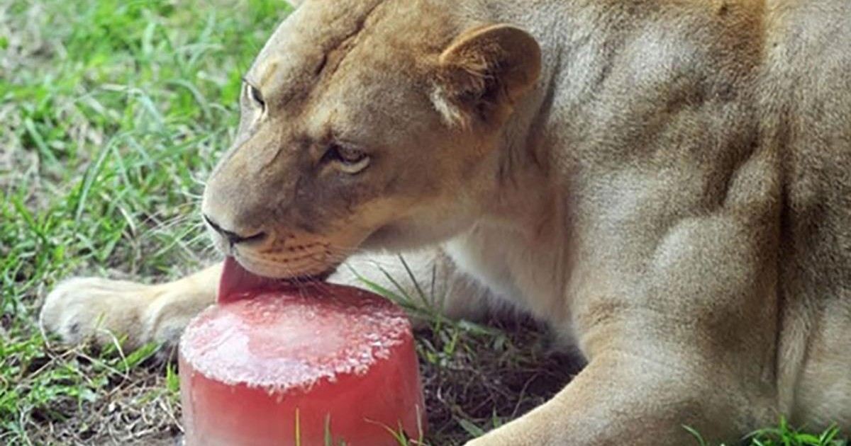 Du sorbet au sang pour les félins du zoo de Jurques, afin de supporter la chaleur !