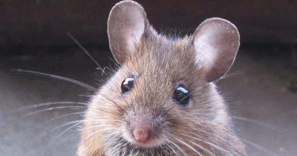 Au Brésil une souris à été dressée pour livrer de la drogue au prisonniers