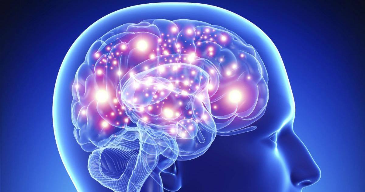 La taille de votre cerveau n'a rien à voir avec votre QI