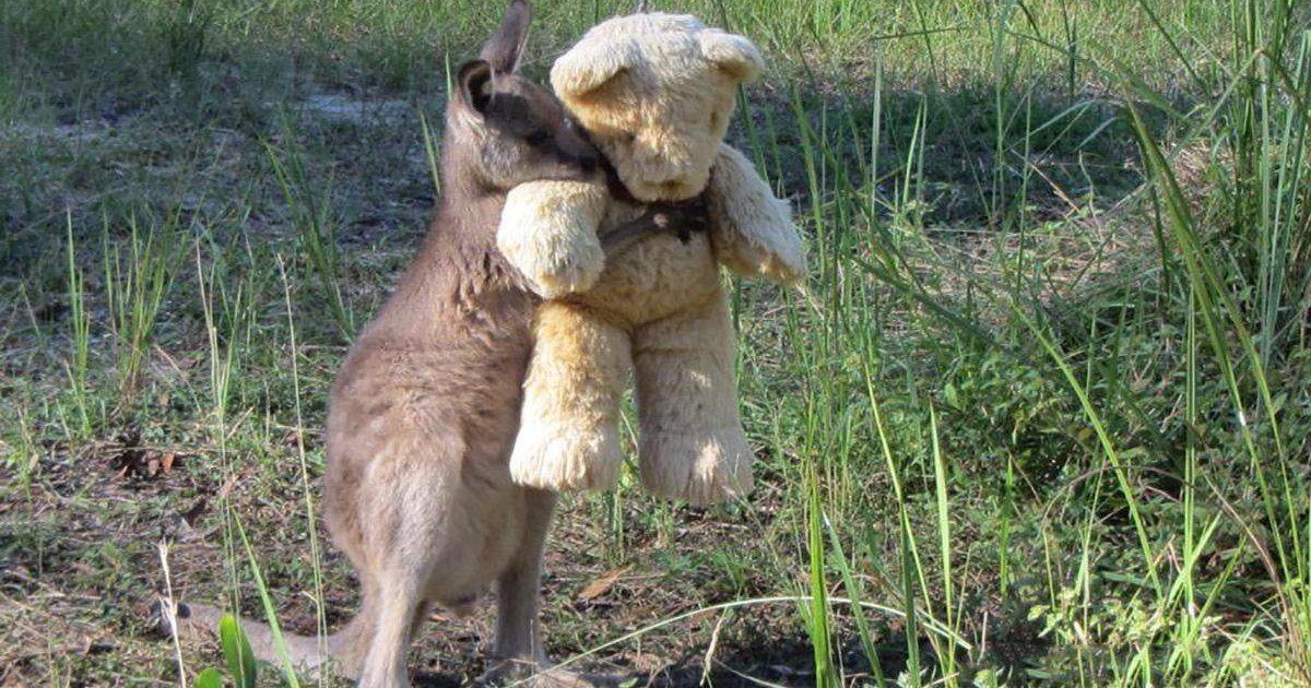 Sooo cute : ce kangourou orphelin ne quitte jamais sa peluche !