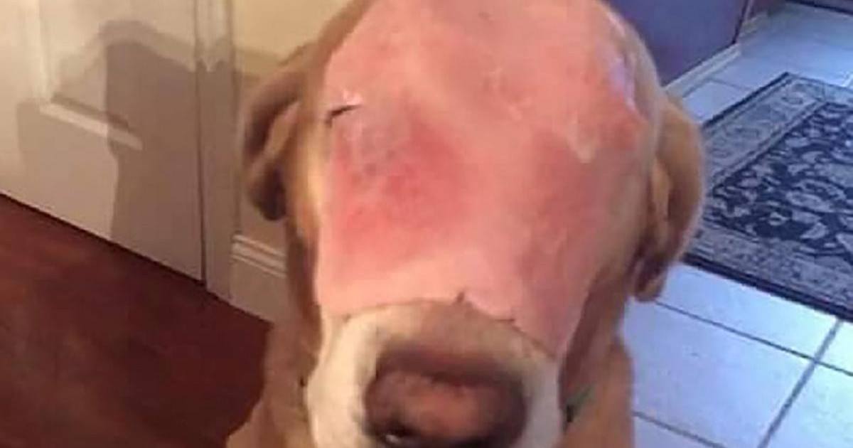 Il trompe les internautes en posant du jambon sur la tête de son chien