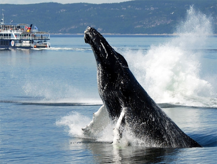 Observation des baleines