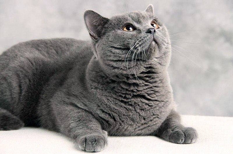 Scottish Straight, une race de chat adorable avec un bon caractère