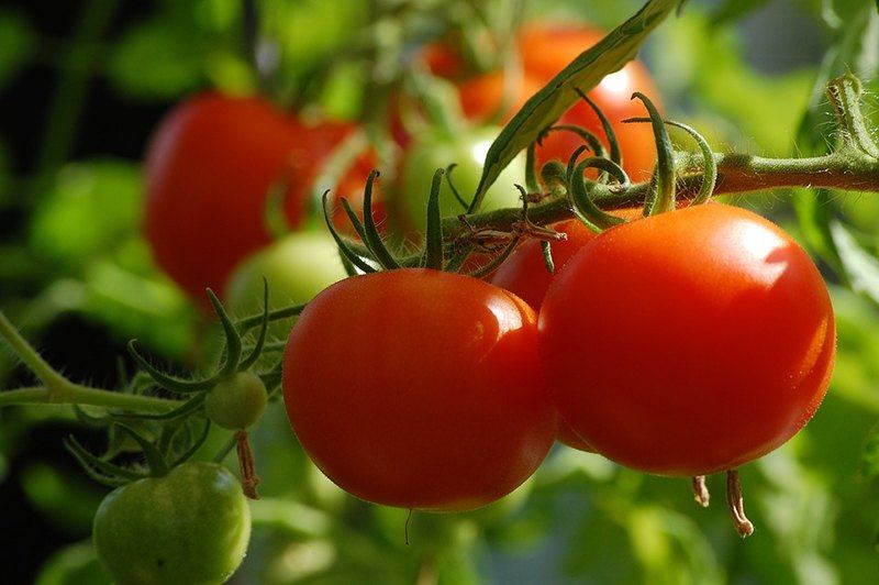 Potager santé