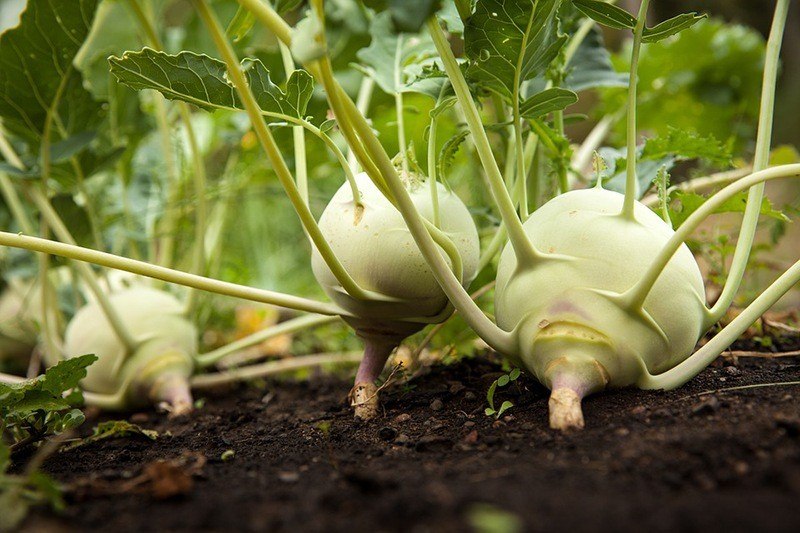 Emplacement potager santé