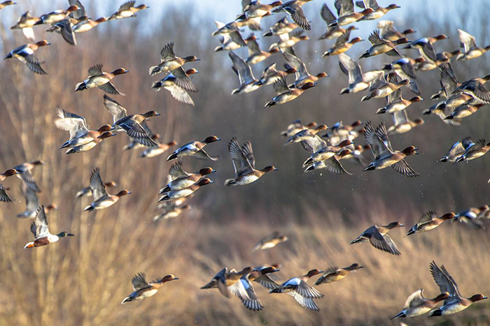 Chasse aux canards