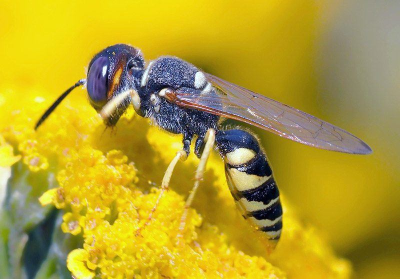 Difference Visuelle Entre Guepe Et Abeille Différence Visuelle Entre Guêpe Et Abeille - Communauté MCMS