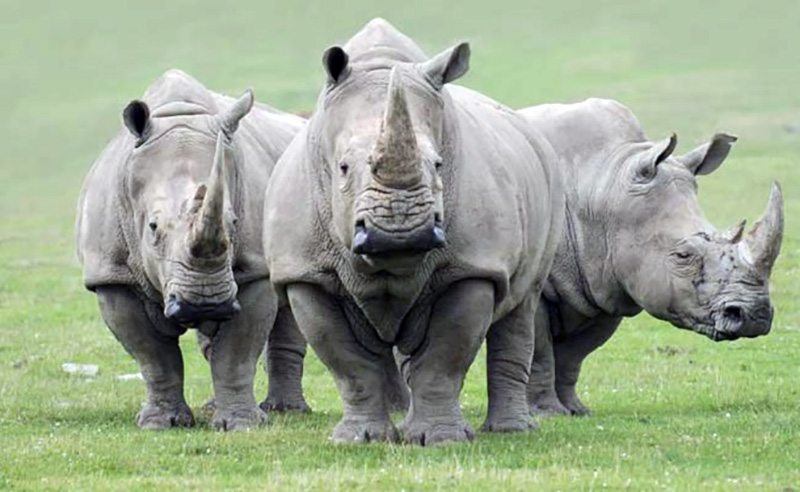 La plus importante population de rhinocéros unicornes du monde