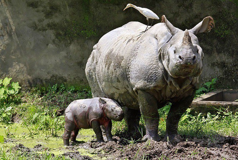 Autorise les gardiens du parc de Kaziranga à tirer sur ceux qu’ils soupçonnent de braconnage