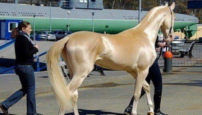 Ce cheval qui a l'air d'avoir été plongé dans de l'or et le plus beau