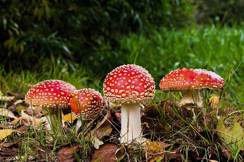 Précautions cueillette de champignons