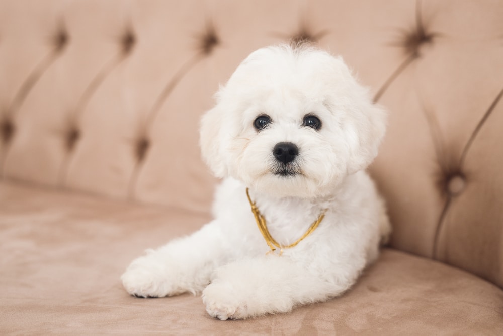 Bichon à poil frisé