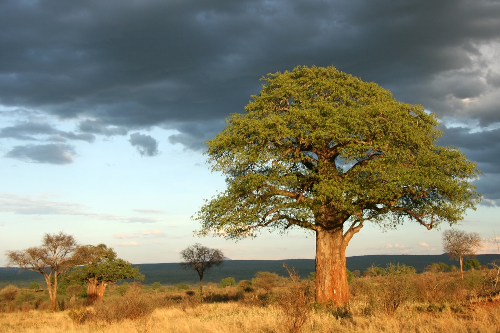 Parc National de Tarangire