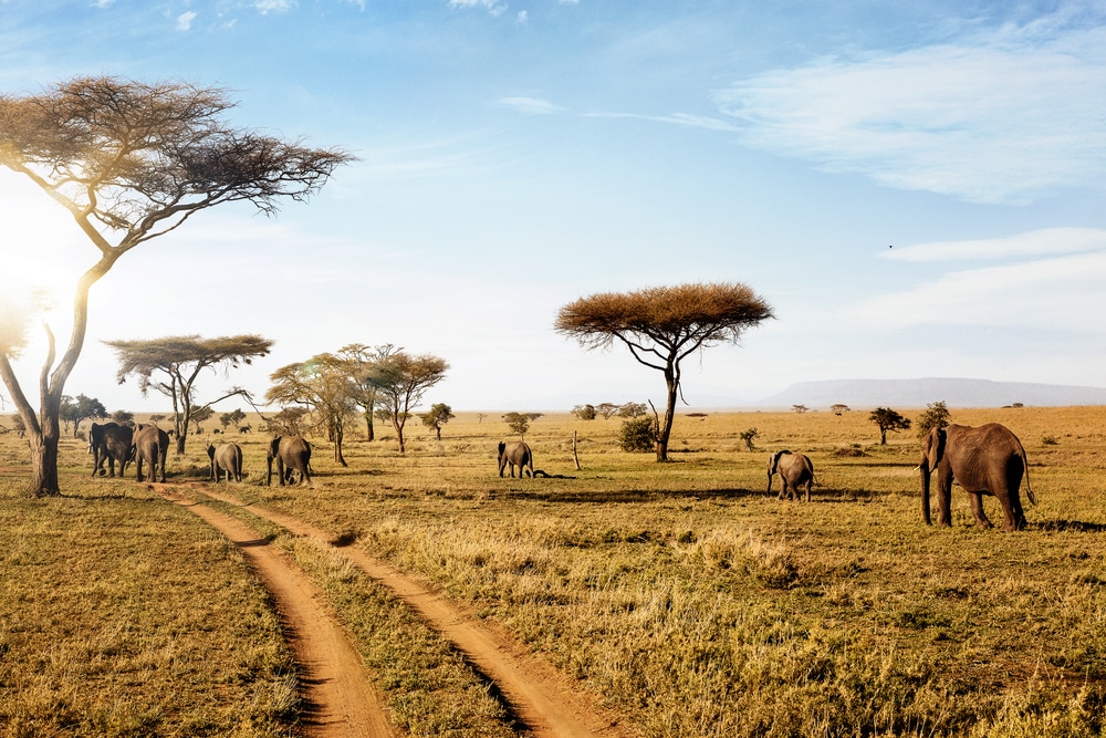 Parc National du Serengeti