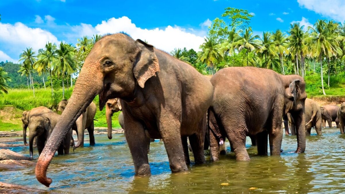 Visiter au Sri Lanka